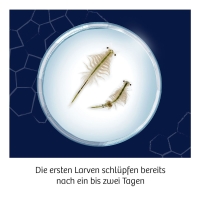 Kreatives Experimentier-Set mit salzkrebse, um die Urzeit lebendig werden zu lassen