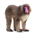 Schleich Wild Life Japanmakak Figur, 5,5cm groß, realistisches Design, detailreich gestaltet.